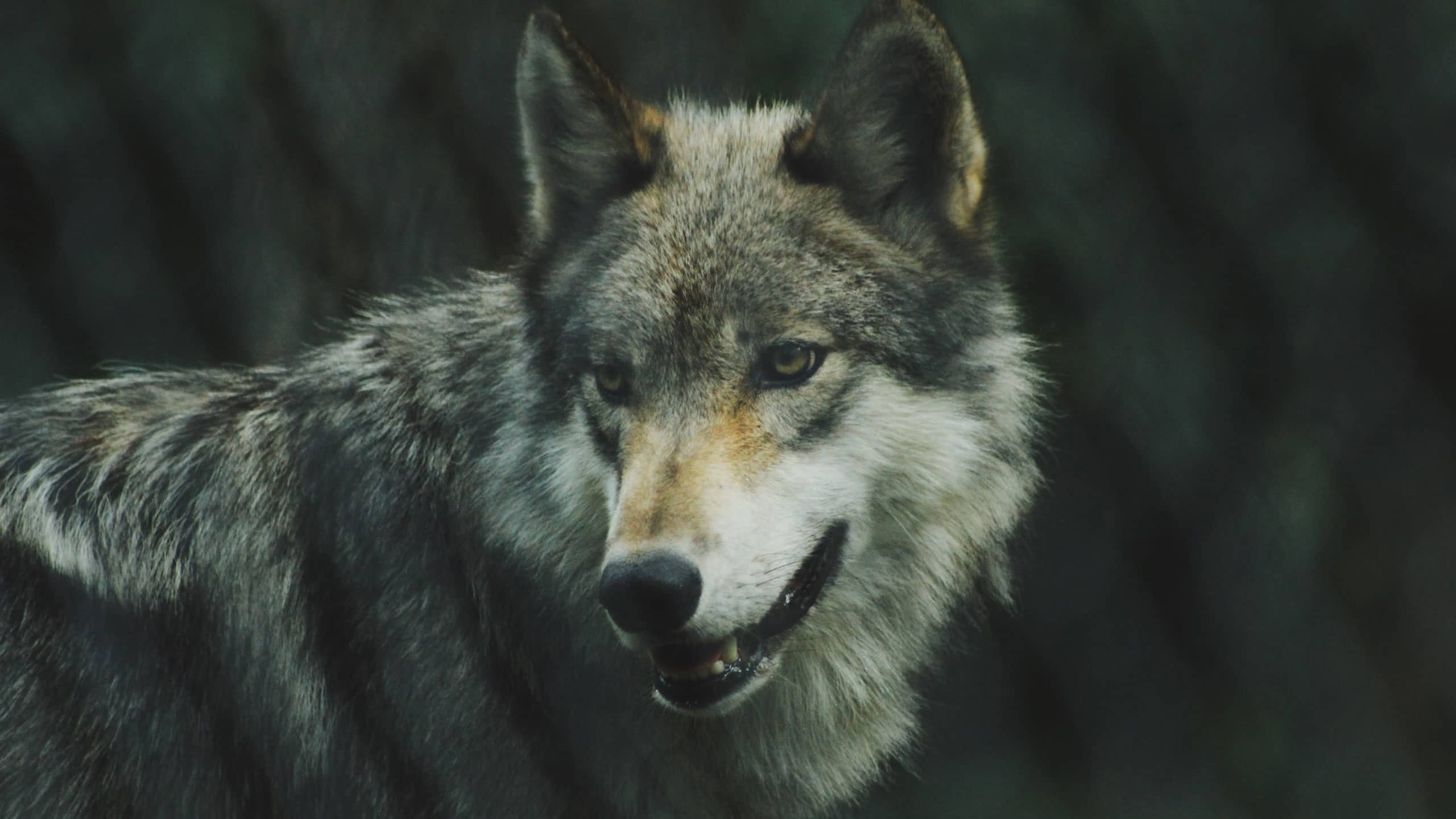 Lobo